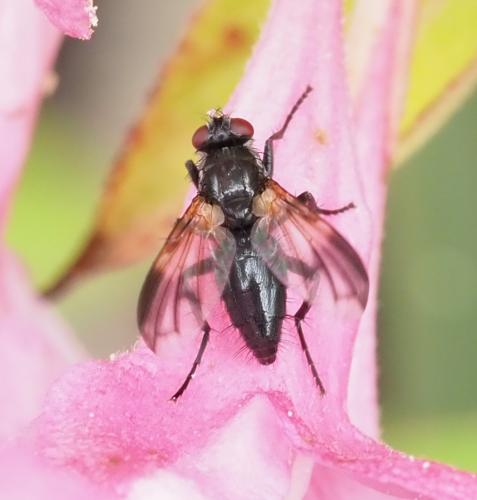 Paykullia maculata